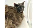 Adopt Ruru a Gray or Blue Domestic Longhair / Mixed Breed (Medium) / Mixed