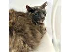 Adopt Ruru a Gray or Blue Domestic Longhair / Domestic Shorthair / Mixed cat in