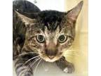 Adopt Ruco a Gray or Blue Domestic Mediumhair / Domestic Shorthair / Mixed cat