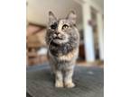 Adopt Pepper a Gray, Blue or Silver Tabby Domestic Longhair / Mixed (long coat)