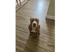 Adopt Percy a Red/Golden/Orange/Chestnut American Pit Bull Terrier / Mixed dog