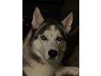 Adopt Lunafreya a Black - with White Husky / Husky / Mixed dog in Manor