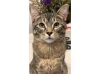 Adopt Phineas a Spotted Tabby/Leopard Spotted Domestic Shorthair / Mixed (short