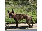 Adopt Rosie a Brindle Dutch Shepherd / Shepherd (Unknown Type) / Mixed dog in