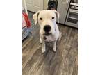 Adopt Amy a White Dogo Argentino / Mixed dog in San Antonio, TX (36907793)