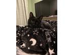 Adopt Onyx a Black (Mostly) American Shorthair / Mixed (medium coat) cat in