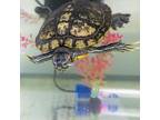 Adopt Claire a Turtle - Water reptile, amphibian, and/or fish in Golden