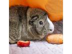 Adopt Holland a Guinea Pig small animal in Golden, CO (41327625)