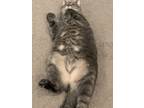 Adopt Timber a Gray, Blue or Silver Tabby American Shorthair / Mixed (short