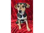 Adopt FONTANA a Tricolor (Tan/Brown & Black & White) Beagle / Terrier (Unknown