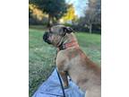 Adopt Lola a Brown/Chocolate Boxer / Mixed dog in Berkeley, CA (41335423)