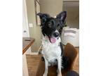 Adopt Daisy a Black - with White Border Collie dog in Boise, ID (34215781)