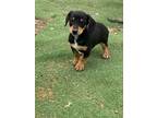 Adopt Baby Ruth a Beagle / Dachshund dog in Stoughton, MA (41339364)