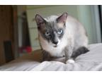 Adopt Otis a White (Mostly) Siamese / Mixed (short coat) cat in Medford