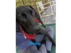 Adopt Petrie a Black Black and Tan Coonhound / Doberman Pinscher / Mixed dog in