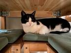 Adopt Snooki a Black & White or Tuxedo American Shorthair / Mixed (short coat)