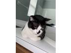 Adopt Rico a Black & White or Tuxedo Domestic Shorthair / Mixed (short coat) cat