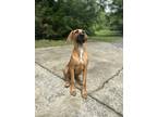 Adopt Jolene a Red/Golden/Orange/Chestnut Rhodesian Ridgeback / Mixed dog in