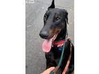 Adopt BUGSY a Brown/Chocolate Doberman Pinscher / Mixed dog in Marina Del Ray