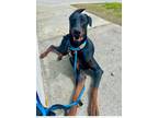 Adopt BUGSY a Brown/Chocolate Doberman Pinscher / Mixed dog in Marina Del Ray