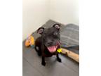 Adopt Zeus a Black Pit Bull Terrier / Mixed dog in Marina Del Ray, CA (41172187)