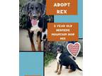 Adopt Rex a Black - with Brown, Red, Golden, Orange or Chestnut Bernese Mountain