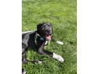 Adopt Archie a White American Pit Bull Terrier / Labrador Retriever dog in