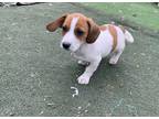 Adopt Mary Jane a Beagle / Dachshund dog in Stoughton, MA (41339368)
