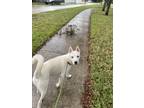 Adopt Roman a White German Shepherd Dog / Mixed dog in Miami Gardens