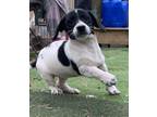 Adopt Tootsie a Beagle / Dachshund dog in Stoughton, MA (41339367)