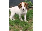 Adopt Twizzler a Beagle / Dachshund dog in Stoughton, MA (41339365)