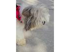 Adopt Callie a White Shih Tzu / Mixed dog in Stoughton, MA (41339358)