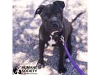 Adopt BLACKBERRY a Black Shar Pei / Mixed dog in Tucson, AZ (41130625)