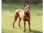 Adopt Vapor a Brown/Chocolate American Pit Bull Terrier / Mixed dog in