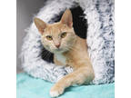 Adopt Diana a Tan or Fawn Domestic Shorthair / Domestic Shorthair / Mixed cat in
