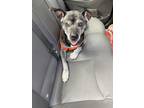 Adopt Ethel a Black Mixed Breed (Large) / Mixed dog in Chamblee, GA (41339047)