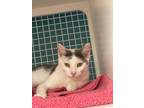 Adopt Bambi a White Domestic Shorthair / Domestic Shorthair / Mixed cat in