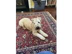 Adopt Cooper a Tan/Yellow/Fawn Wheaten Terrier / Mixed dog in Indian Trail