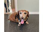 Adopt Peanut a Dachshund / Mixed dog in Stoughton, MA (41339359)