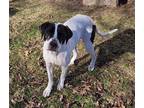 Adopt Waylon a White - with Black Mutt / Mixed dog in Overland Park