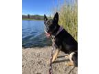 Adopt Lala a Black - with Tan, Yellow or Fawn German Shepherd Dog / Husky /