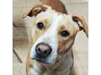 Adopt BETTY a Labrador Retriever / Mixed dog in Marianna, FL (41339232)
