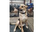 Adopt Sissy a Black - with Tan, Yellow or Fawn German Shepherd Dog / Mixed dog