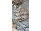 Adopt Carla a Tortoiseshell Domestic Shorthair / Mixed (short coat) cat in Fort
