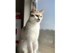 Adopt Coco a White (Mostly) American Shorthair / Mixed (short coat) cat in