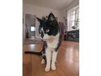Adopt Nim a Black & White or Tuxedo Domestic Shorthair / Mixed (medium coat) cat
