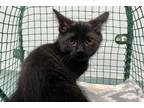 Adopt Dusk a All Black Domestic Shorthair / Domestic Shorthair / Mixed cat in