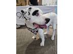 Adopt Gilbert a White Mastiff / Mixed dog in Springfield, MO (41266643)