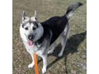 Adopt ATLAS a Black Shepherd (Unknown Type) / Husky / Mixed dog in Slinger