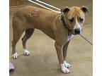 Adopt Waffle a Tan/Yellow/Fawn Mixed Breed (Large) / Mixed dog in Wickenburg